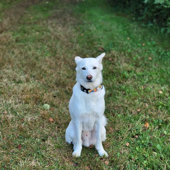 Meet your Posher, Sandy - Picture 3 of 3